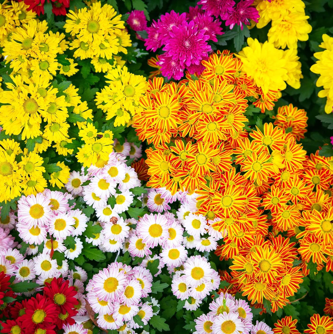 garland chrysanthemum flower seeds