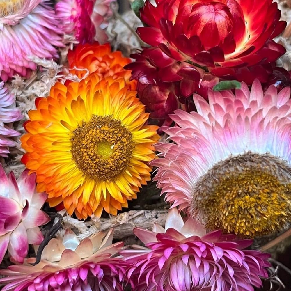 helichrysum bracteatum flower seeds