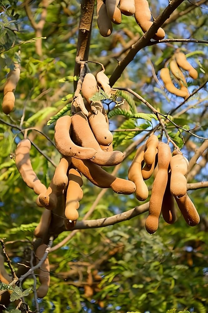 Tamarind Tree Seeds for Planting – Heirloom, Non-GMO, High Germination Seeds