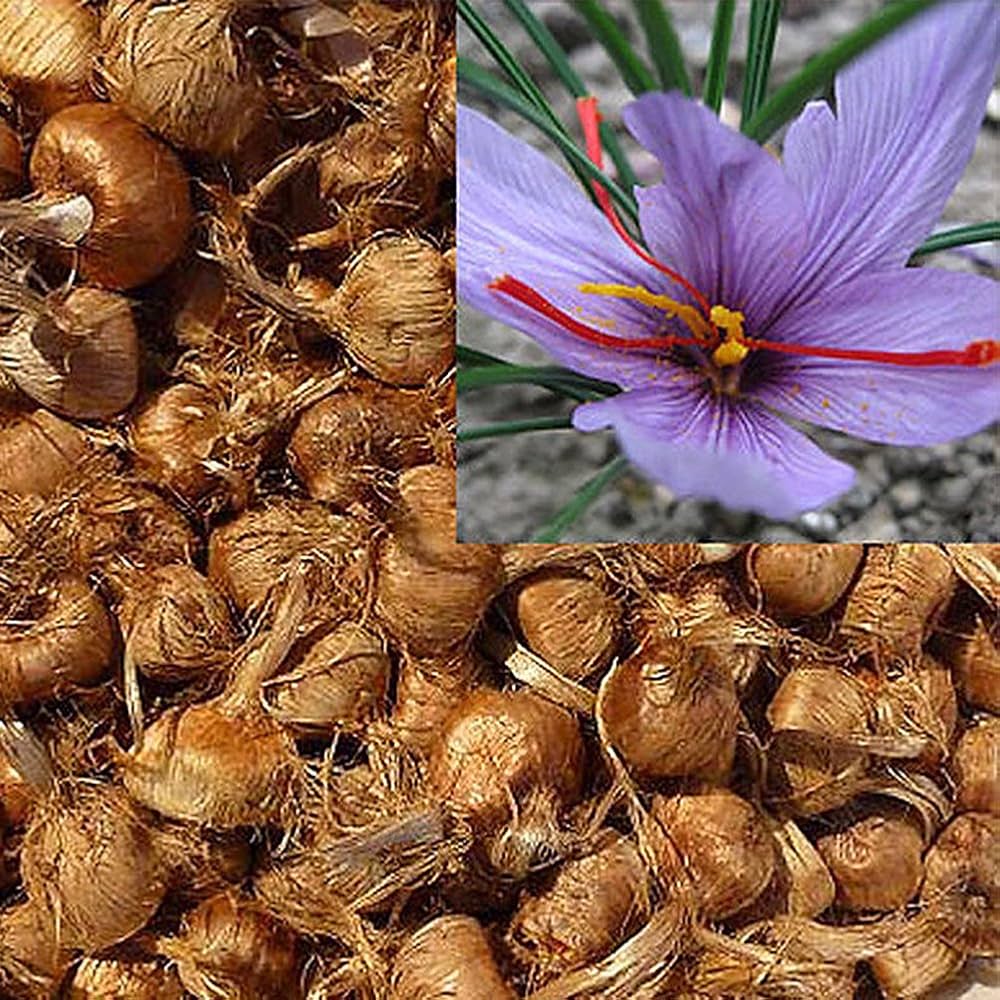 crocus sativus flower seeds