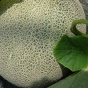 ichiba kouji flower seeds
