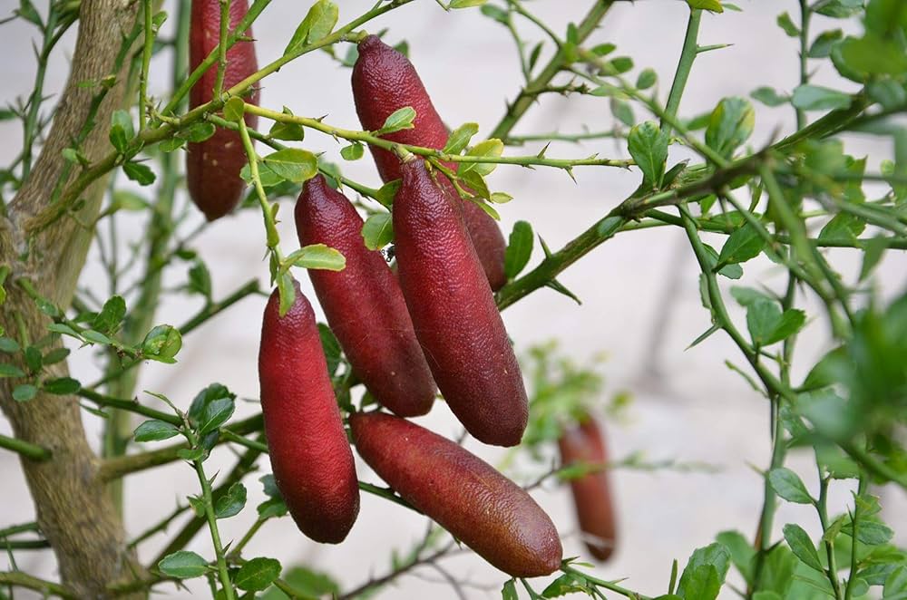 Finger Lime Seeds Red for Planting – Heirloom Non-GMO High Germination Organic Garden Seeds