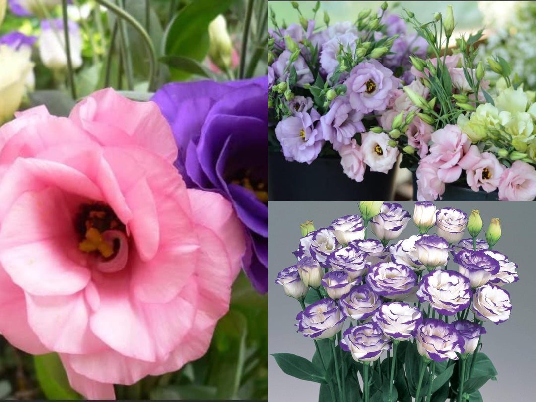 Eustoma Mixed Flower Seeds – Heirloom Non-GMO High Germination Seeds