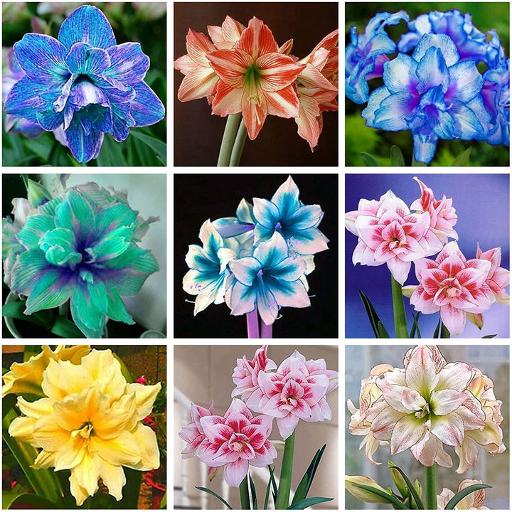 Amaryllis Flower Seeds Perennial – Heirloom Non-GMO High Germination Organic Seeds