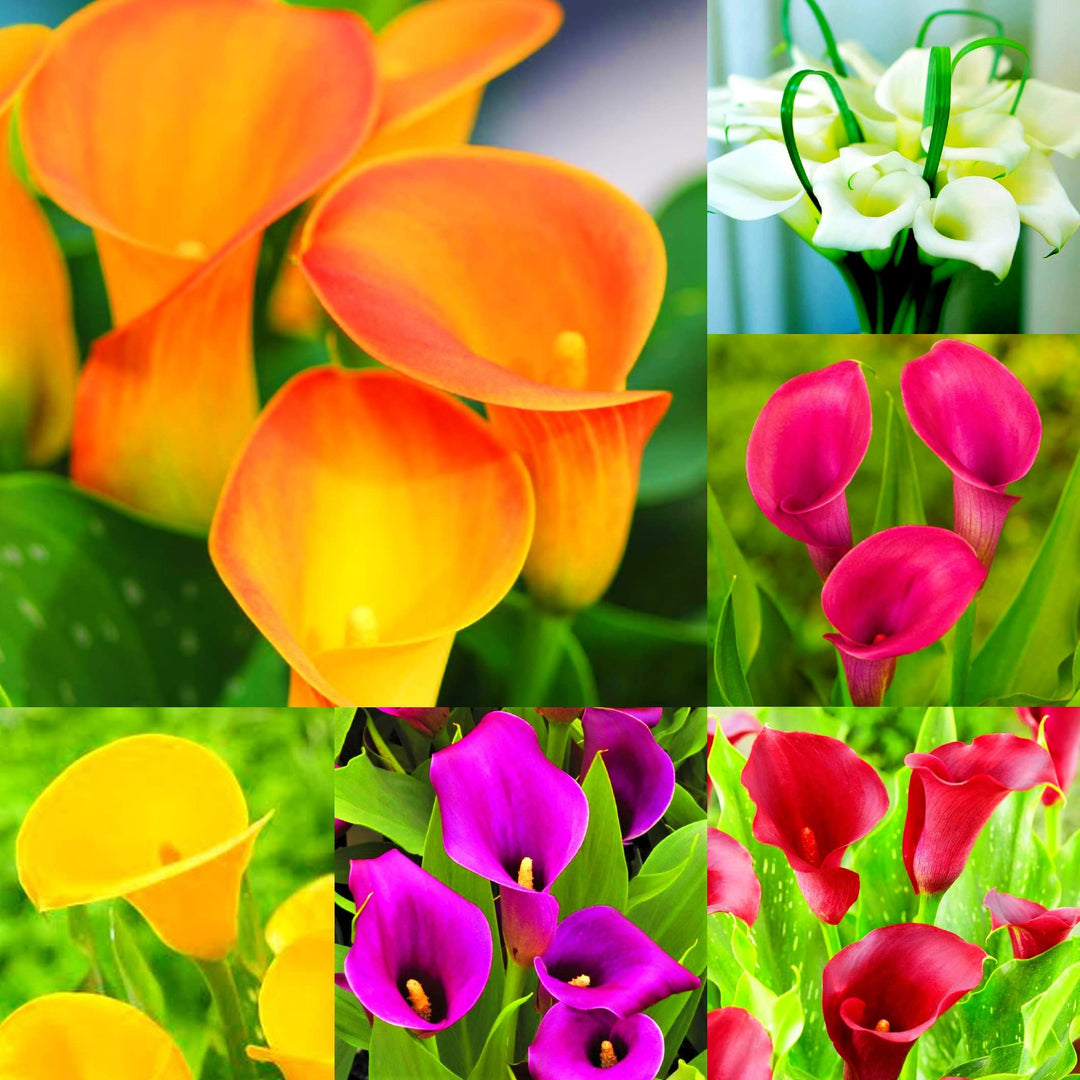 colorful calla flower seeds