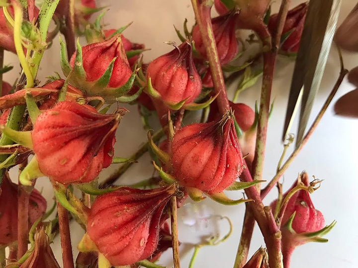 Dunkelrote Rosella Blumensamen zum Pflanzen – Alte Sorte gentechnikfrei Samen mit hoher Keimfähigkeit
