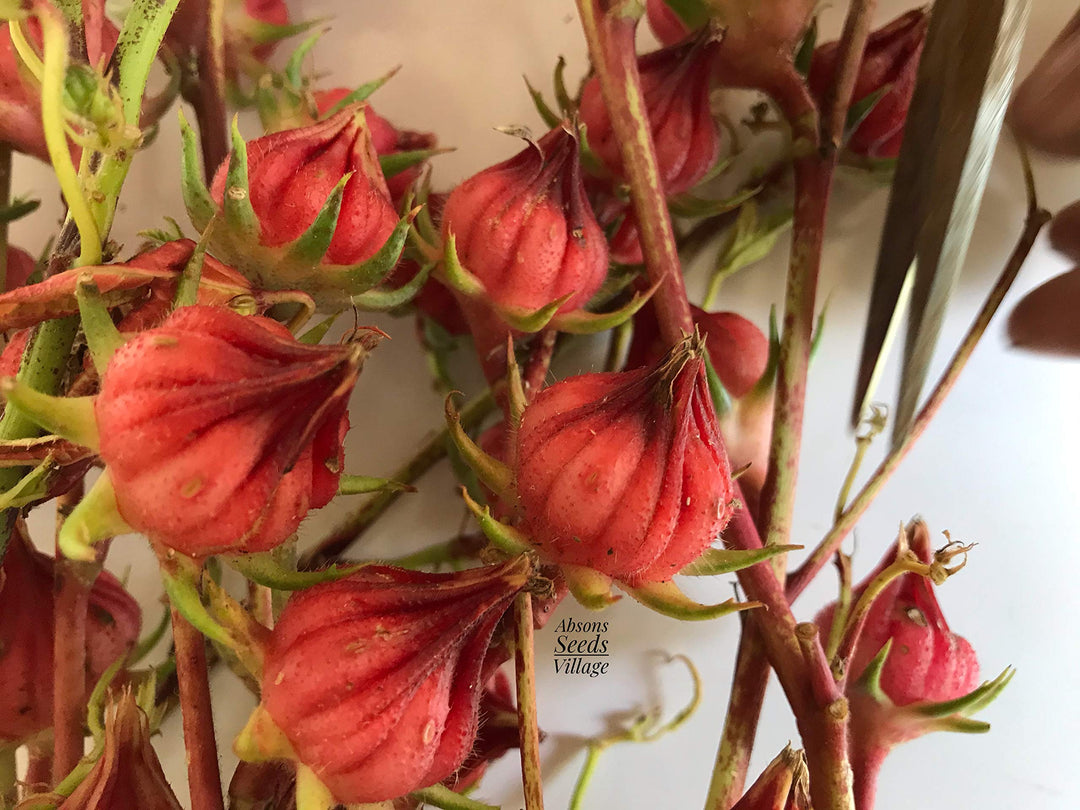 Hibiscus Sabdariffa herb seeds