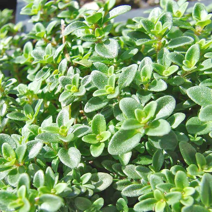 Lemon Thyme herb seeds