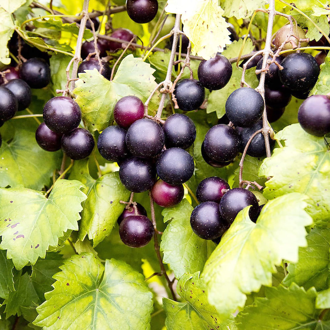 Black Giant Muscadine Fruit Seeds for Planting