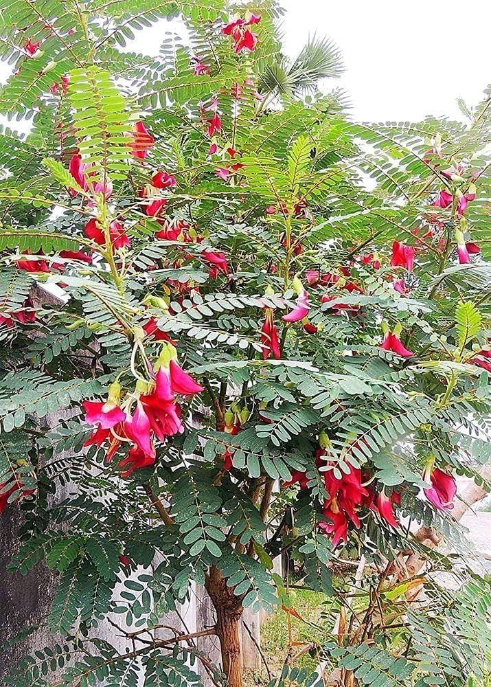 Agathosma Apiculata herb seeds