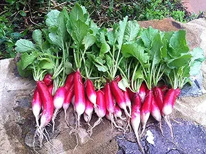 french breakfast flower seeds
