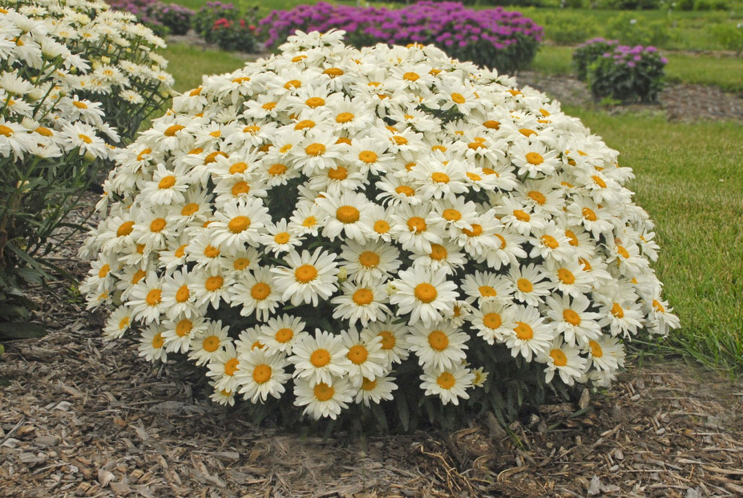 white daisy flower seeds