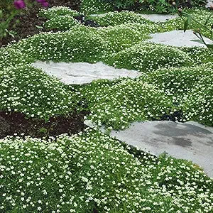 irish moss flower seeds