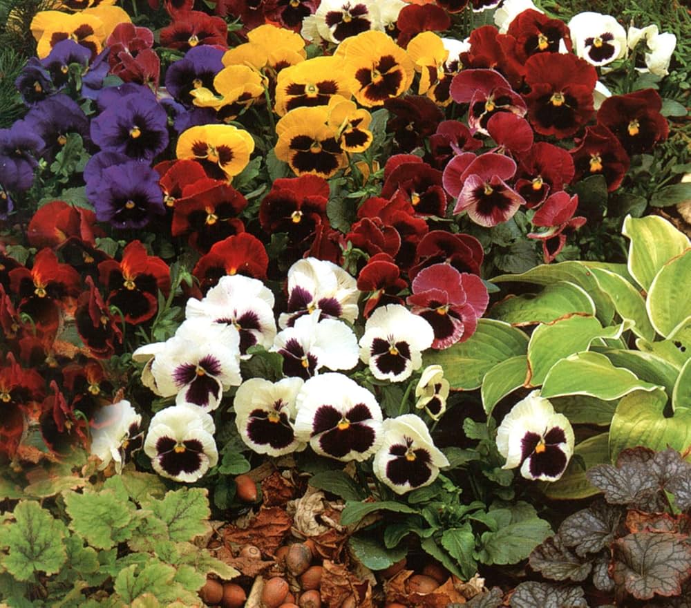 viola chantreyland flower seeds
