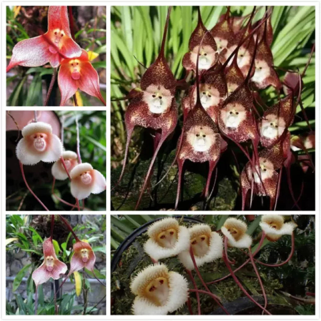 Mixed Orchid Simia Flower Seeds – Heirloom, Non-GMO, High Germination Seeds