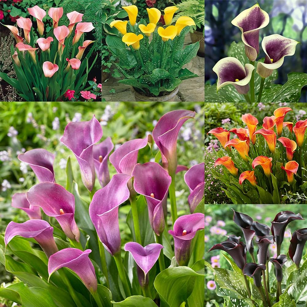 calla lily flower seeds