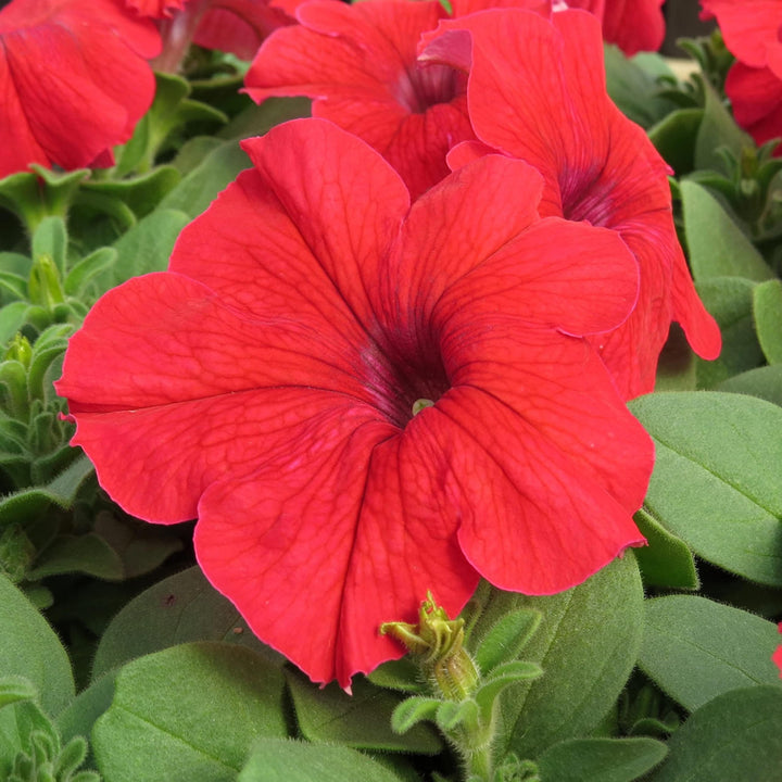 Red Calibrachoa Petunia Flower Seeds – Heirloom, Non-GMO, High Germination Seeds for Planting