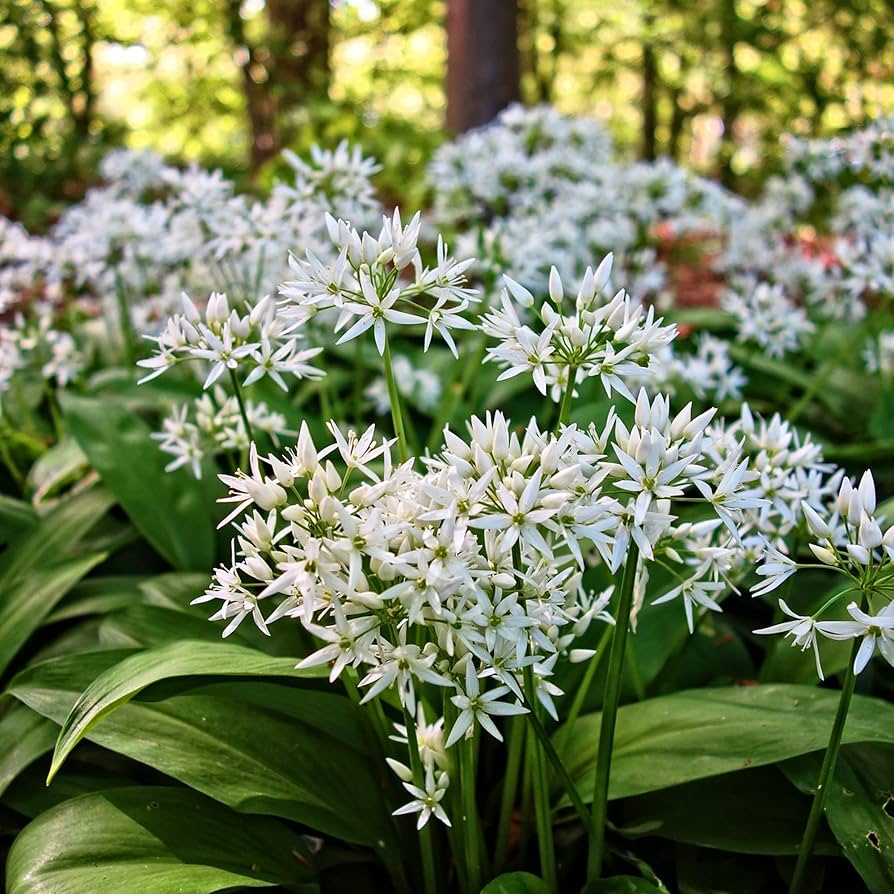 wild leek flower seeds