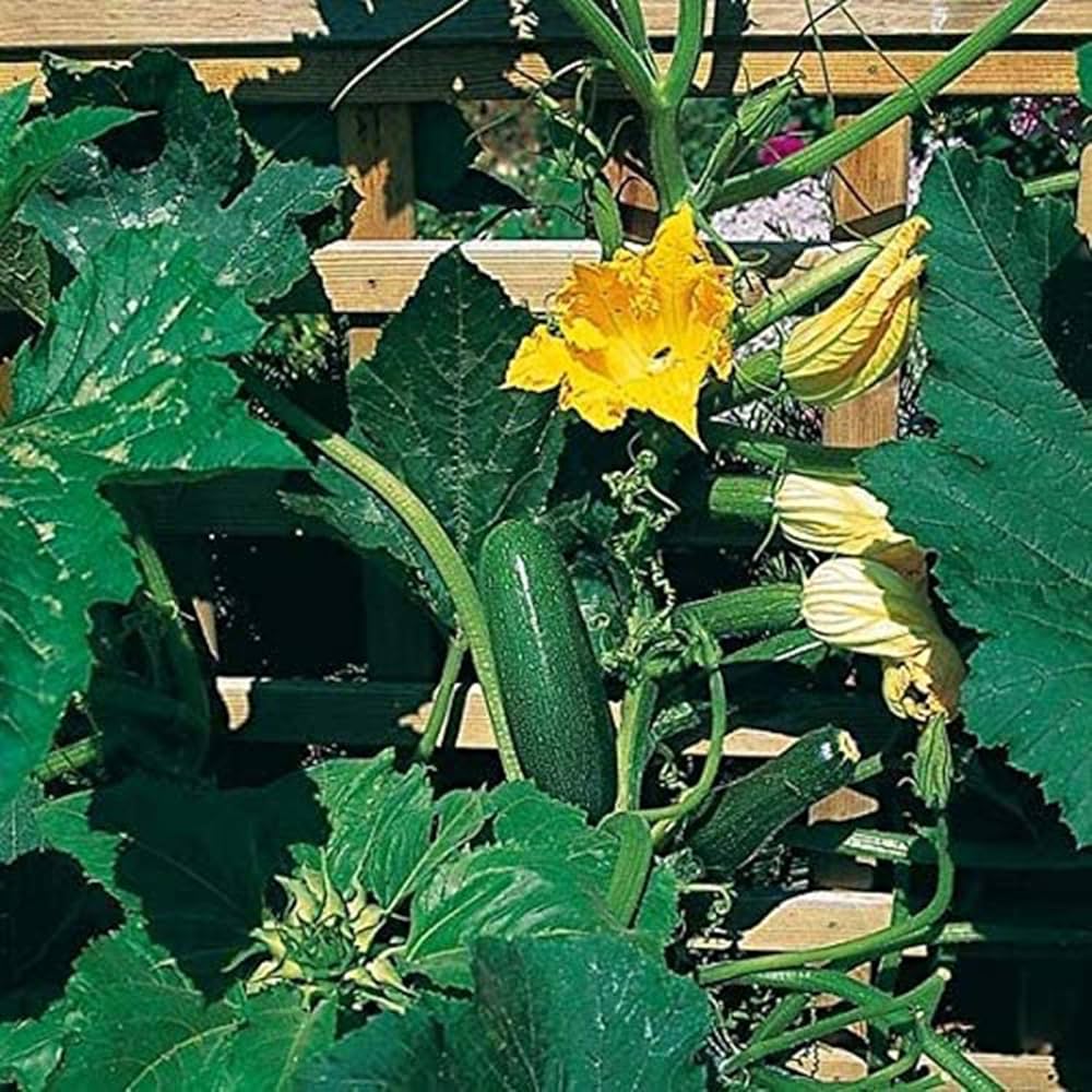 Green Climbing Zucchini Seeds – Heirloom Non-GMO Organic Summer Squash Seeds for Planting, High Germination Vegetable Garden Seeds