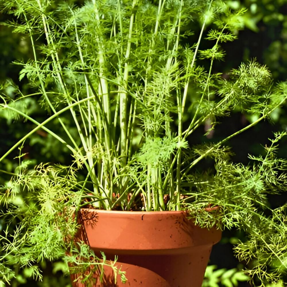 Brown Dill herb seeds