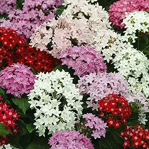 mixed pentas flower seeds