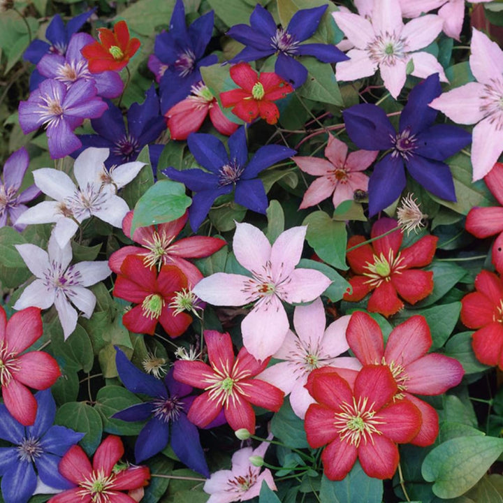 Clematis Flower Seeds Mixed for Planting – Heirloom Non-GMO High Germination Organic Garden Seeds