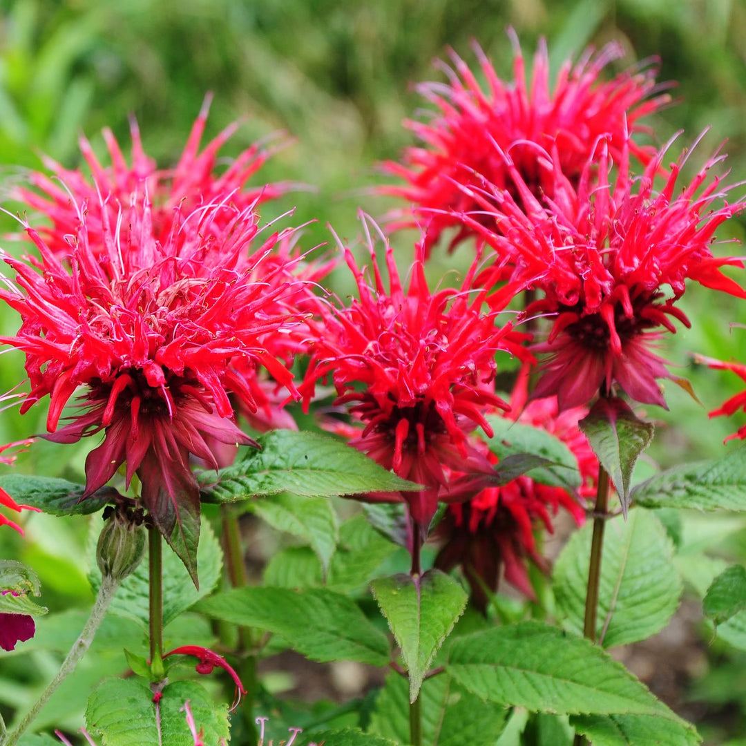 Bergamot Monarda herb seeds