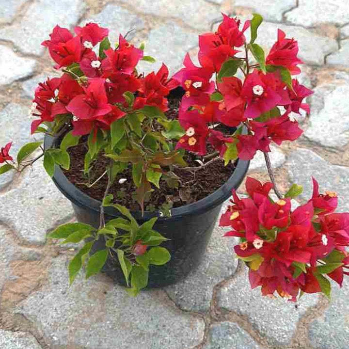 Red Bougainvillea Flower Seeds Heirloom Non-GMO High Germination Organic Garden Seeds for Planting
