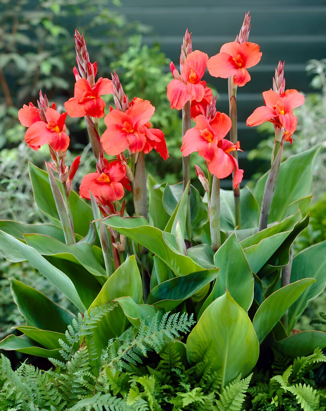 Red Elwyn Canna Flower Seeds for Planting – Heirloom, Non-GMO, High Germination Organic Garden Seeds