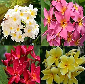 plumeria flower flower seeds