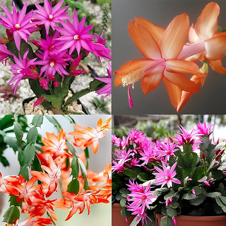 Mixed Schlumbergera Flower Seeds – Heirloom, Non-GMO, High Germination Seeds