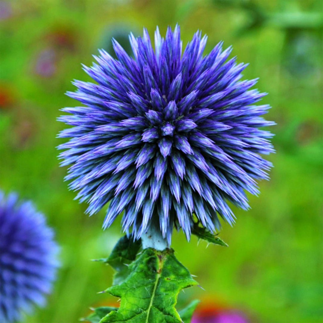 blue globe flower seeds