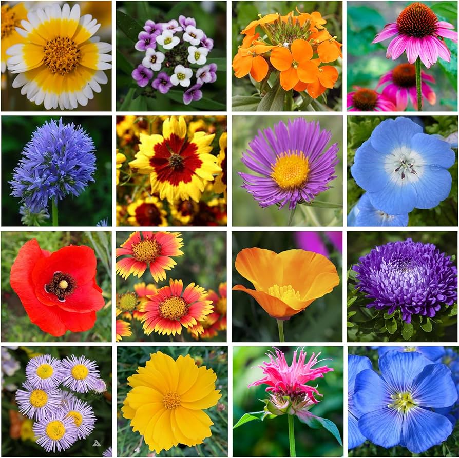 mother natures flower seeds