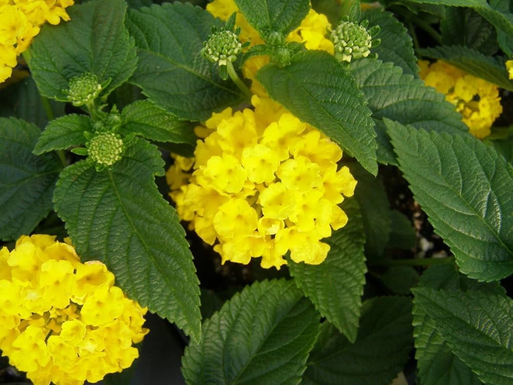 Yellow Lantana Flower Seeds – Heirloom, Non-GMO, High Germination Seeds