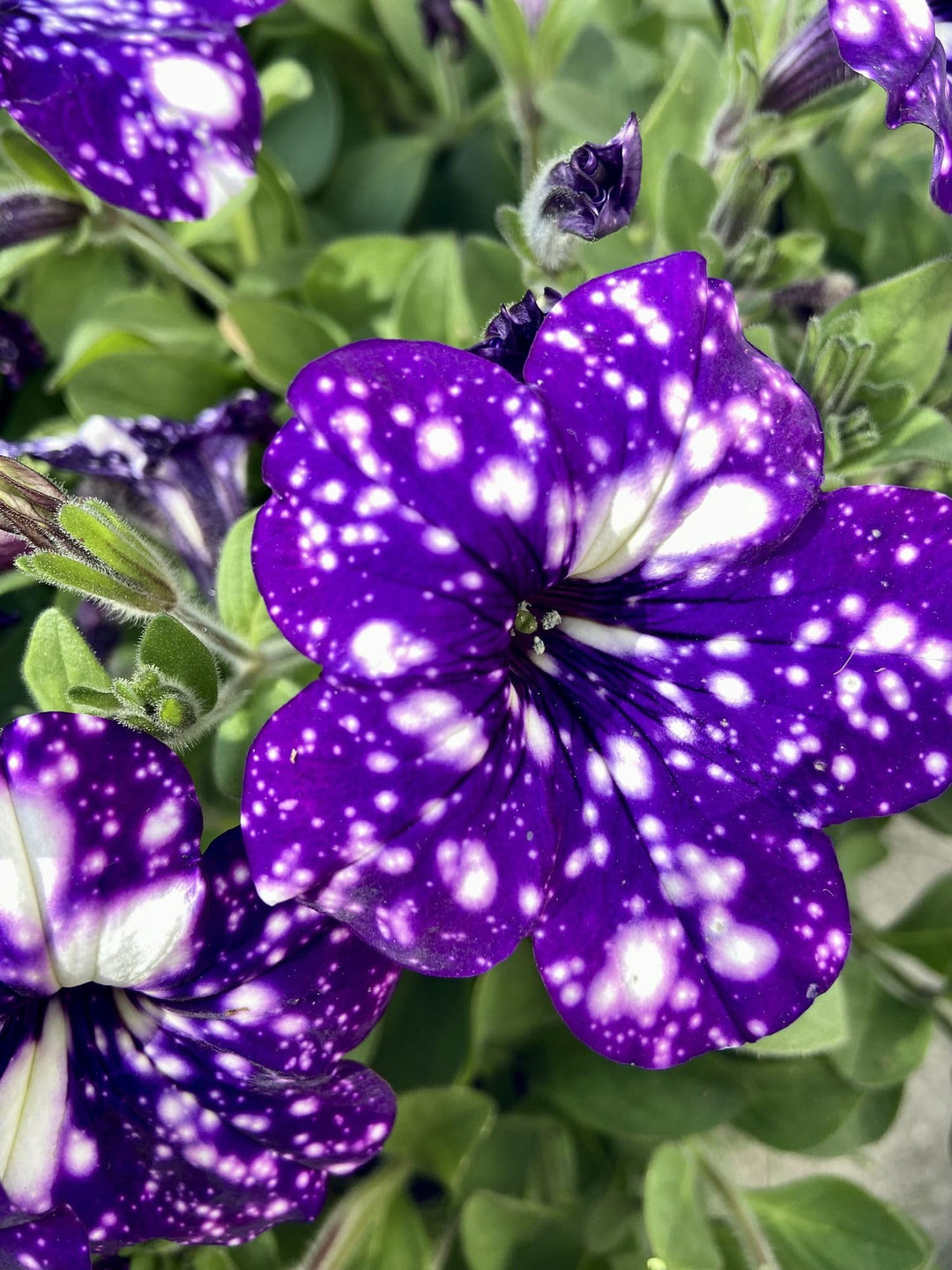 petunia petunia flower seeds