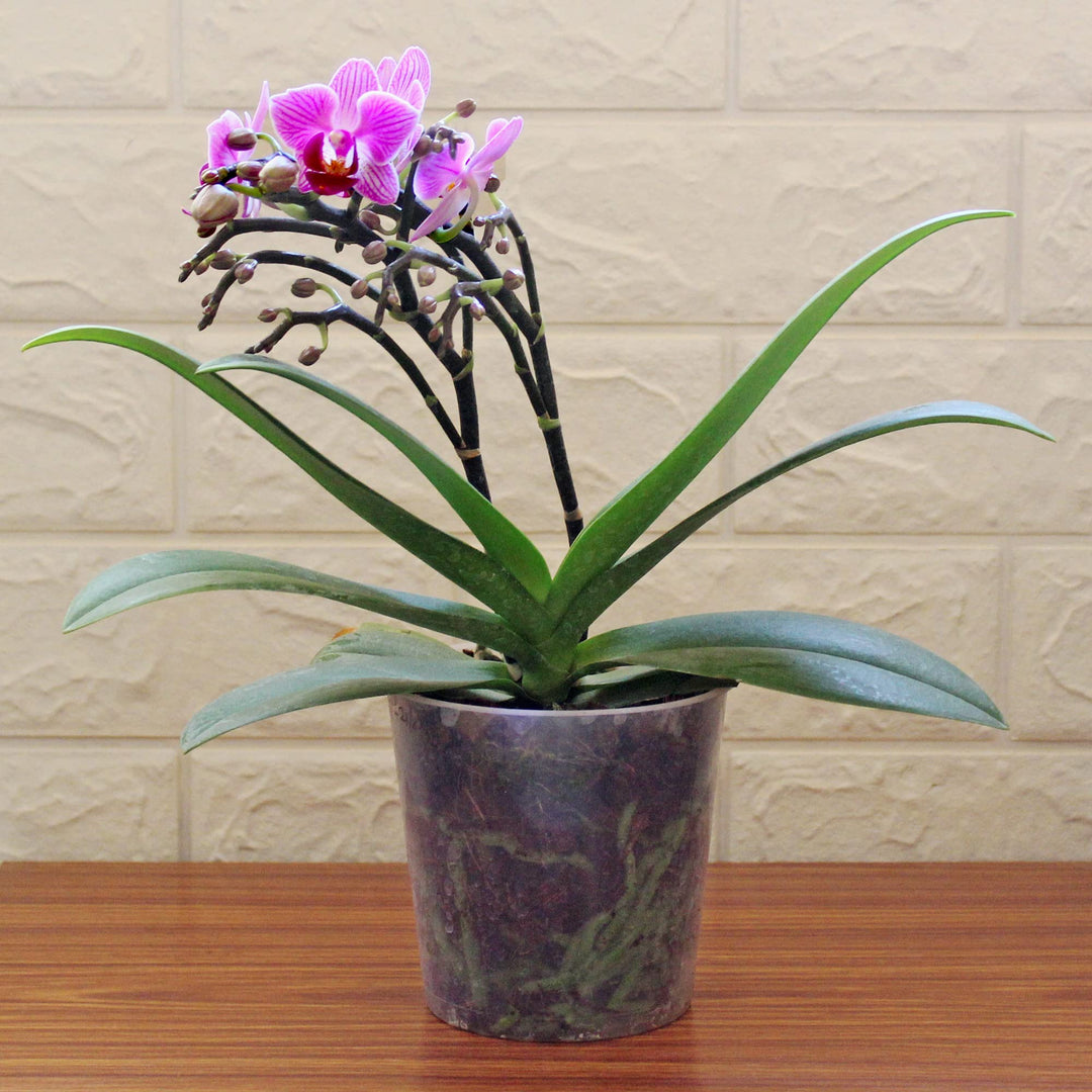 orchid for flower seeds