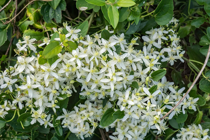 Buddha Jasmine Flower Seeds – Heirloom, Non-GMO, High Germination Seeds for Planting, Organic Garden Seeds