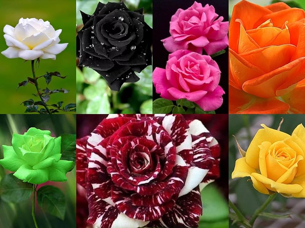 rose petal flower seeds