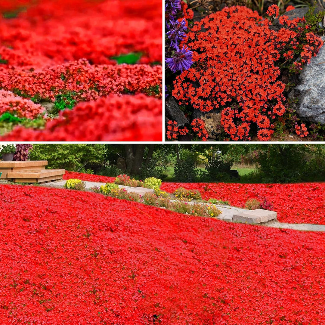 Creeping Flower Seeds Red for Planting – Heirloom Non-GMO High Germination Seeds
