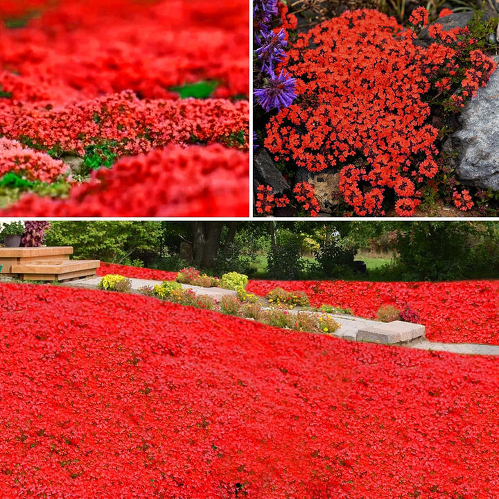 Creeping Flower Seeds Red for Planting – Heirloom Non-GMO High Germination Seeds