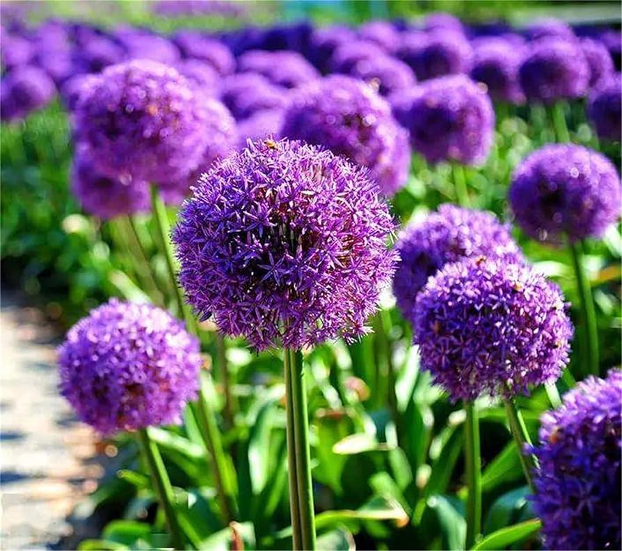 Giant Armeria Flower Seeds Purple – Heirloom, Non-GMO, High Germination Seeds
