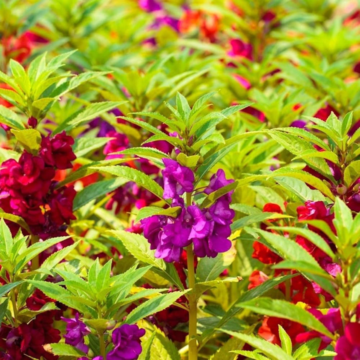 Balsamina Flower Seeds Purple for Planting – Heirloom Non-GMO High Germination Organic Seeds