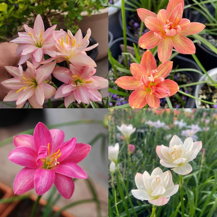 Gemischte Zephyranthes Blumensamen – Alte Sorte gentechnikfrei hohe Keimfähigkeit Bio-Gartensamen