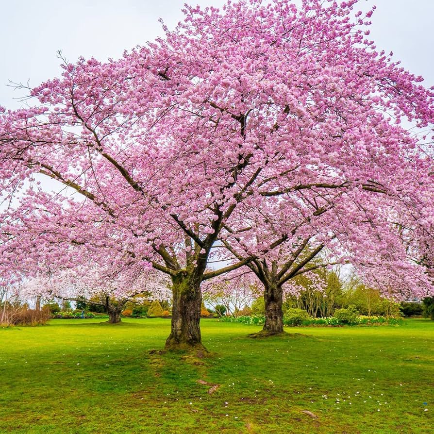 japanese sakura flower seeds