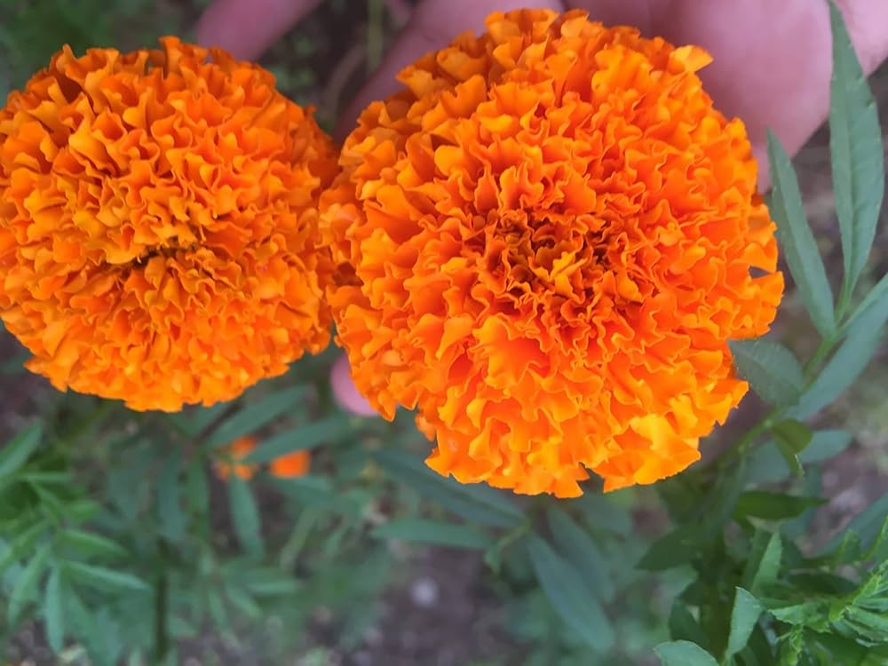 Orange Epicattleya Flower Seeds – Heirloom, Non-GMO, High Germination Seeds