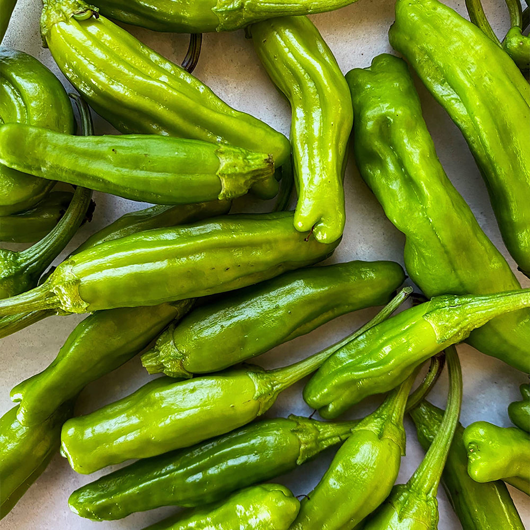 shishito pepper flower seeds