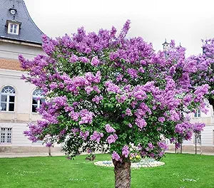 syringa villivosa flower seeds