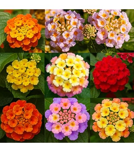 Mixed Dipladenia Flower Seeds – Heirloom, Non-GMO, High Germination Seeds