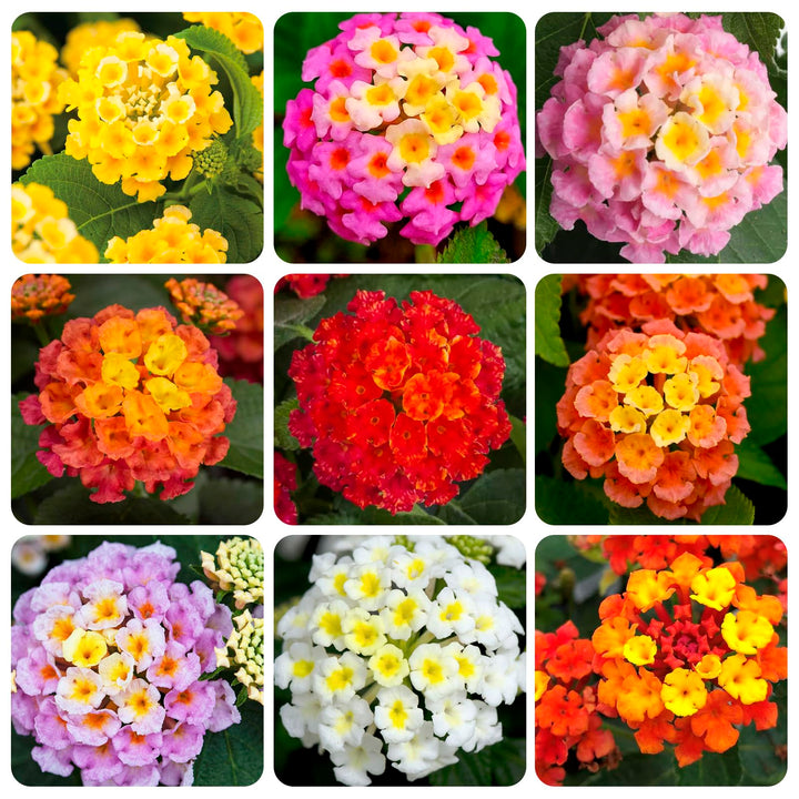 Lantana Camara Flower Seeds Mixed – Heirloom, Non-GMO, High Germination Seeds
