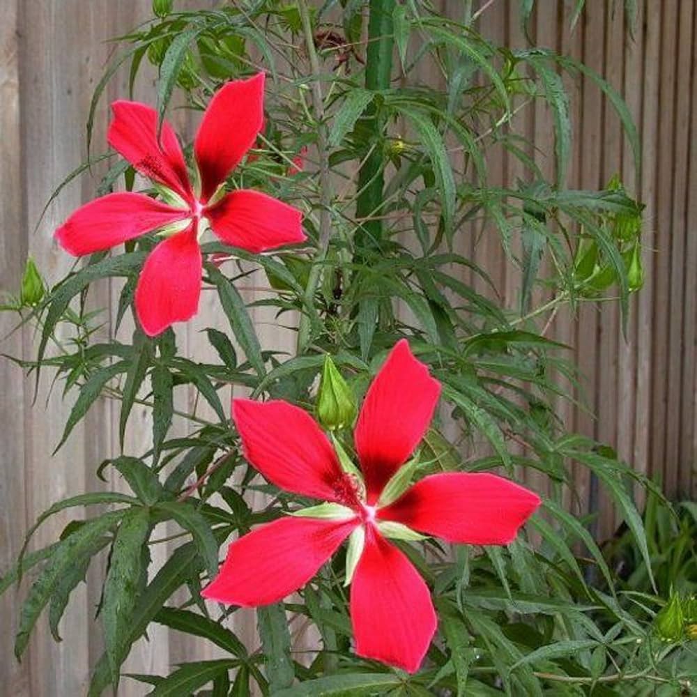 Red Texas Star Hibiscus Seeds for Planting